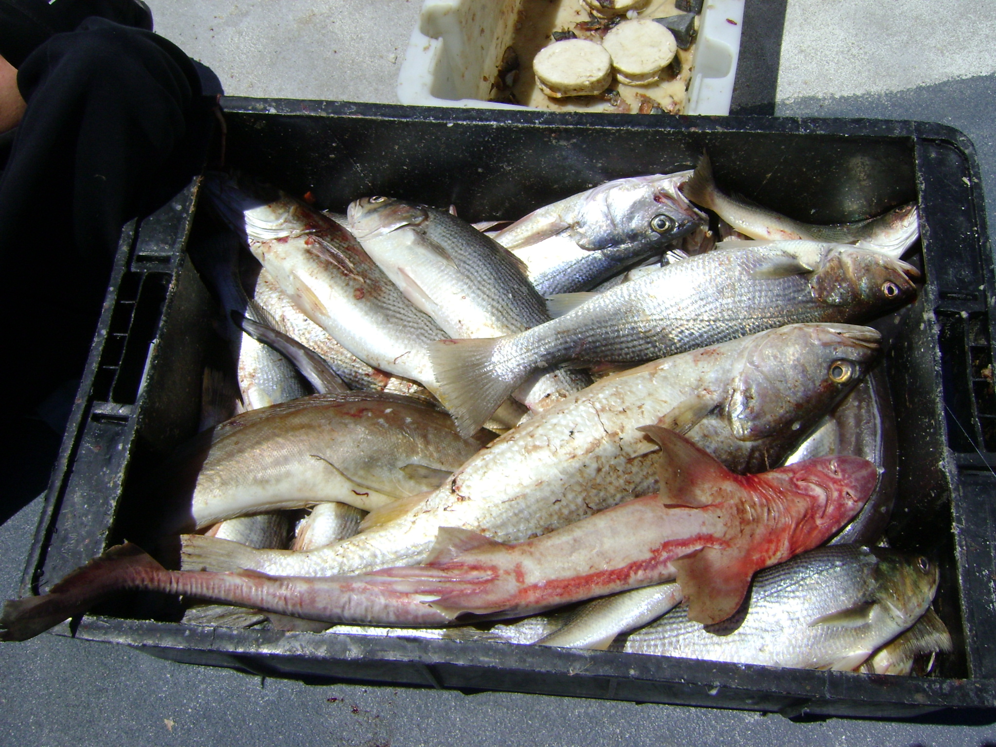 fotos/2009-12-07 - Mar del Plata Pezca Variada/DSC01761.JPG